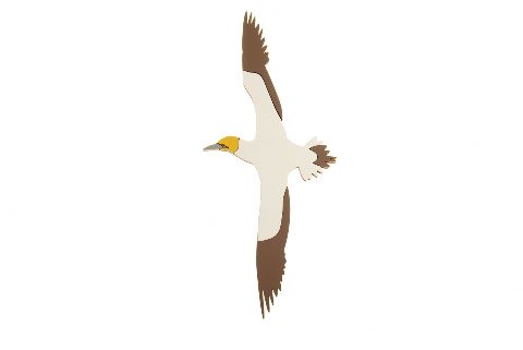 New Zealand Airways Gannet Single